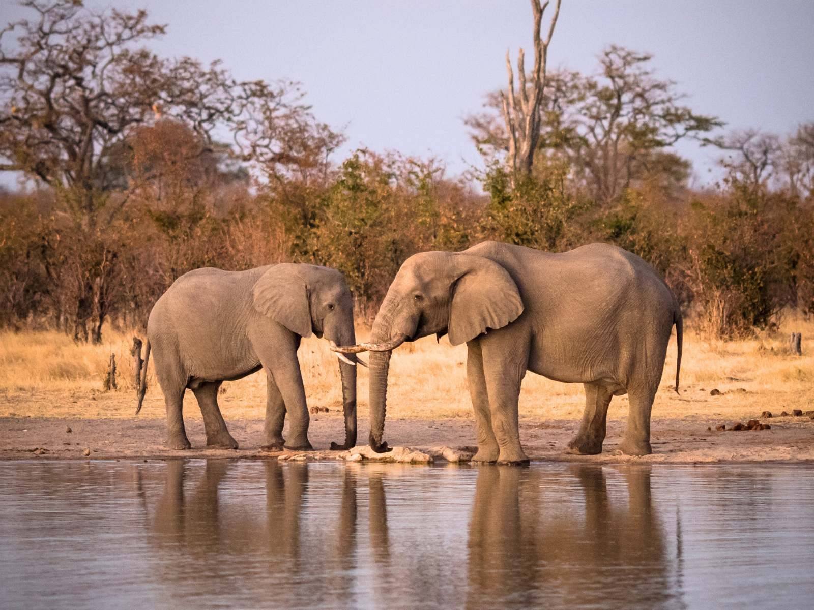 Hwange National Park landscape