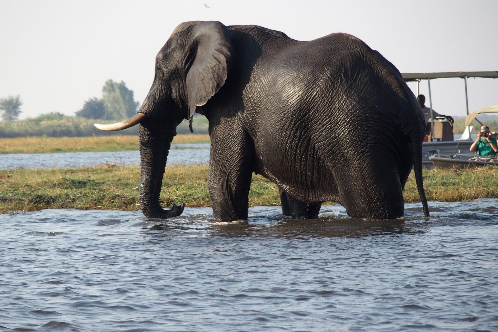 Elephant in Chobe National Park, Botswana