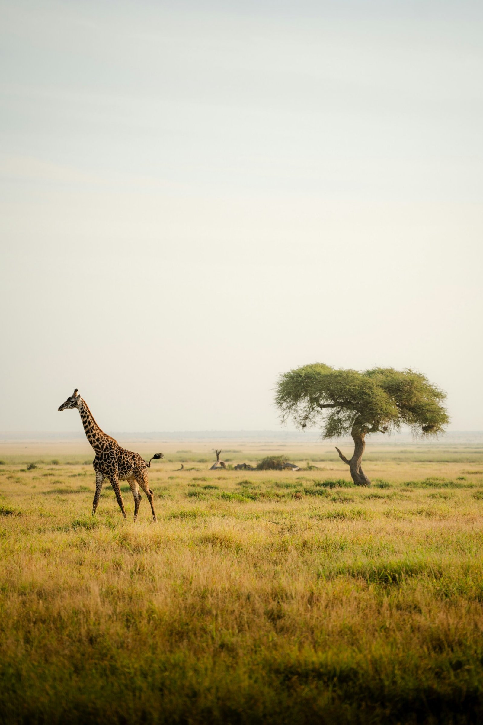 Giraffe in an African safari landscape