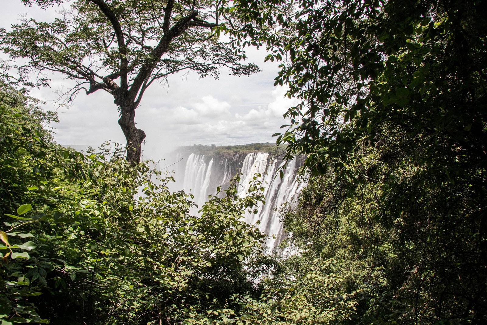 Victoria Falls viewed from the surrounding rainforest
